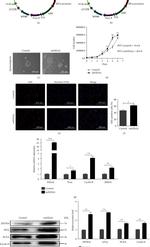 eIF2 gamma Antibody in Western Blot (WB)