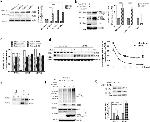 DDB2 Antibody in Western Blot, Immunoprecipitation (WB, IP)