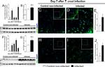 IBA1 Antibody in Immunohistochemistry (IHC)