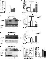 CD9 Antibody in Western Blot (WB)