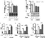 Phospho-PYK2 (Tyr402) Antibody in Western Blot (WB)