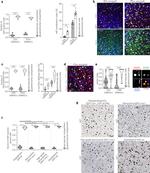 CD31 Antibody in Immunohistochemistry (IHC)