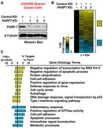 TIPARP Antibody in Western Blot (WB)