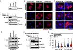 TIPARP Antibody in Western Blot (WB)