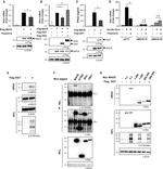 O-linked N-acetylglucosamine (O-GlcNAc) Antibody in Western Blot (WB)