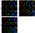 iNOS Antibody in Immunohistochemistry (PFA fixed) (IHC (PFA))