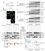 Myc Tag Antibody in Western Blot, Immunoprecipitation (WB, IP)