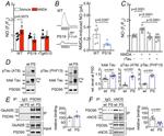 nNOS Antibody in Western Blot, Immunoprecipitation (WB, IP)