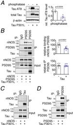 nNOS Antibody in Western Blot (WB)