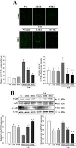 Phospho-Nrf2 (Ser40) Antibody in Western Blot (WB)