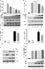 Phospho-STAT1 (Tyr701) Antibody in Western Blot (WB)