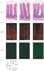 Claudin 3 Antibody in Immunohistochemistry (IHC)