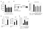 HOXB13 Antibody in ChIP Assay (ChIP)