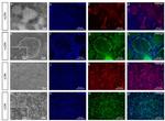 AP2 alpha Antibody in Immunocytochemistry (ICC/IF)