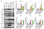 IFN alpha Antibody in Western Blot (WB)