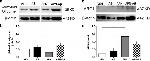 Arginase 1 Antibody in Western Blot (WB)