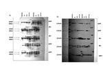 Arginase 1 Antibody in Western Blot (WB)