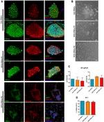 OCT4 Antibody in Immunocytochemistry (ICC/IF)