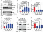 Ferroportin Antibody in Western Blot (WB)