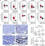 VMA21 Antibody in Immunohistochemistry (IHC)