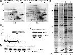 Annexin A2 Antibody in Western Blot (WB)