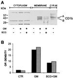 CD1b Antibody in Western Blot (WB)