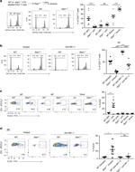 CD3e Antibody in Flow Cytometry (Flow)