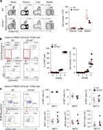 T-bet Antibody in Flow Cytometry (Flow)