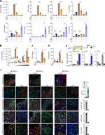 CXCL9 (MIG) Antibody in ChIP Assay (ChIP)