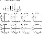 CD3e Antibody in Flow Cytometry (Flow)