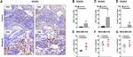 CD4 Antibody in Flow Cytometry (Flow)