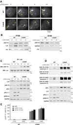 CD3 Antibody in Functional Assay (Functional)