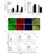 CD4 Antibody in Immunocytochemistry, Flow Cytometry (ICC/IF, Flow)