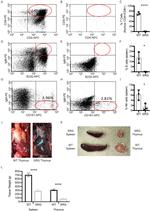 CD4 Antibody in Flow Cytometry (Flow)