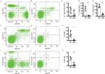 CD4 Antibody in Flow Cytometry (Flow)