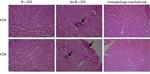 CD4 Antibody in Immunohistochemistry (IHC)