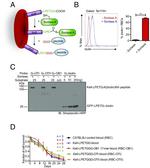 Biotin Antibody in Flow Cytometry (Flow)