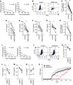 IFN gamma Antibody in Flow Cytometry (Flow)