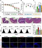 CD4 Antibody in Flow Cytometry (Flow)