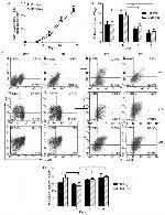 FOXP3 Antibody in Flow Cytometry (Flow)