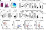 MHC Class II (I-A/I-E) Antibody in Flow Cytometry (Flow)