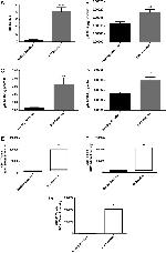 CD4 Antibody in Flow Cytometry (Flow)