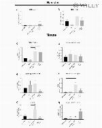 CD8b Antibody in Flow Cytometry (Flow)