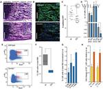 Ly-6A/E (Sca-1) Antibody in Flow Cytometry (Flow)