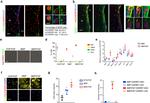 CD9 Antibody in Immunocytochemistry (ICC/IF)