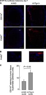 CD11b Antibody in Immunohistochemistry (IHC)