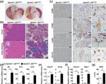 CD11b Antibody in Immunohistochemistry (IHC)