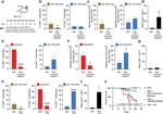 CD45 Antibody in Flow Cytometry (Flow)