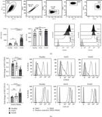 CD11b Antibody in Flow Cytometry (Flow)