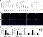 CD11b Antibody in Immunohistochemistry (IHC)